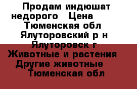 Продам индюшат недорого › Цена ­ 300 - Тюменская обл., Ялуторовский р-н, Ялуторовск г. Животные и растения » Другие животные   . Тюменская обл.